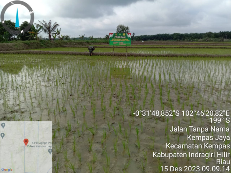 Demplot Han, Babinsa Koramil 03/Tpl Pantau Perkembangan Padi