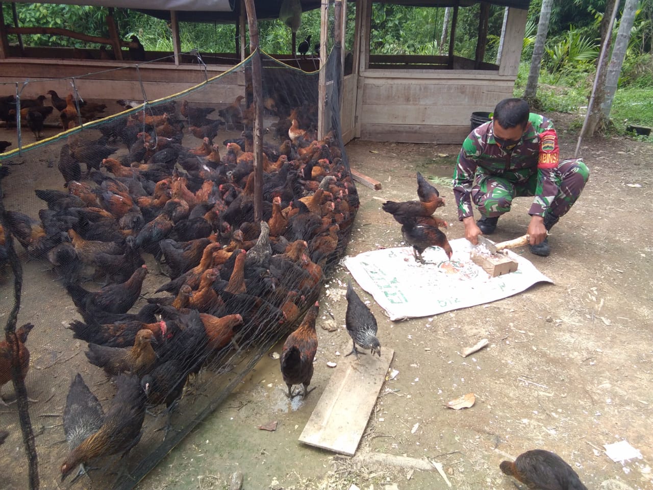 Kunjungi Peternak Ayam, Serda Edi G Harahap Beri Motivasi Tingkatkan Hasil