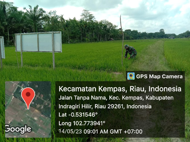 Padi Semakin Hijau, Babinsa 03/Tpl Intens Lakukan Perawatan Pada Tanaman Padi