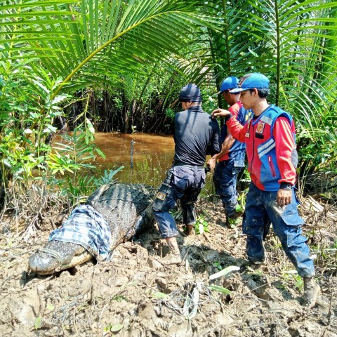 Bandel...!, Buaya Seberat 700 KG Ini Ditangkap DPKP Inhil