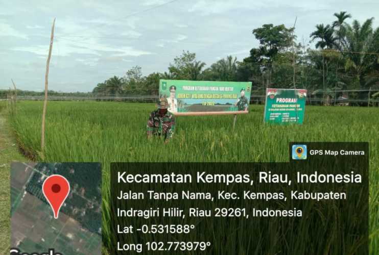 Rutinitas Setiap Pagi Babinsa 03/Tpl Pantau Pertumbuhan Tanaman Padi