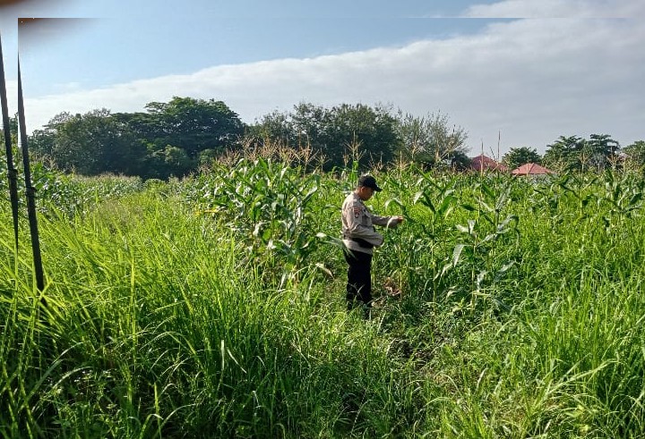 Panit I Samapta Polsek Siak Melaksanakan Kegiatan Sambang Sekaligus Berikan Dukungan kepada Petani Jagung