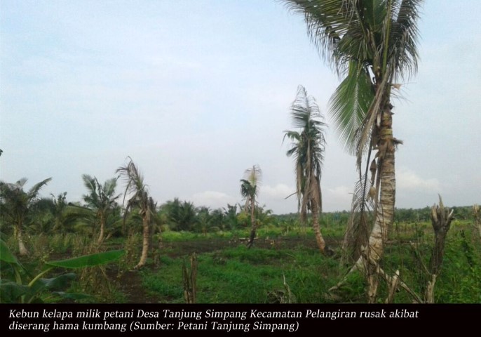 Parah, 15 Ribu Batang Lebih Kebun Kelapa Rusak di Inhil, PT THIP Diminta Untuk Bertanggung Jawab