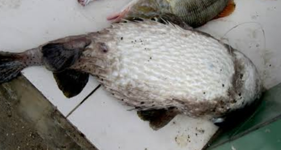 Ayah dan Ibu Tewas Usai Makan Ikan Buntal, Anak Balitanya Jadi Yatim Piatu
