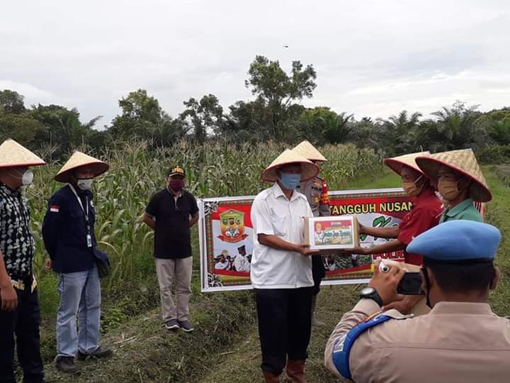 Pemcam Koto Gasib dan Perusahaan Menggelar Panen Perdana Tanaman Jagung dan Bebek di Sengkemang Pemcam Koto Gasib dan Perusahaan Menggelar Panen Perdana Tanaman Jagung dan Bebek di Sengkemang