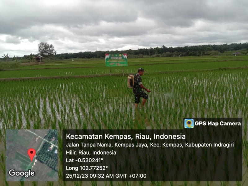 Cegah Hama Sedini Mungkin, Babinsa 03/Tpl Bantu Petani Lakukan Penyemprotan Padi