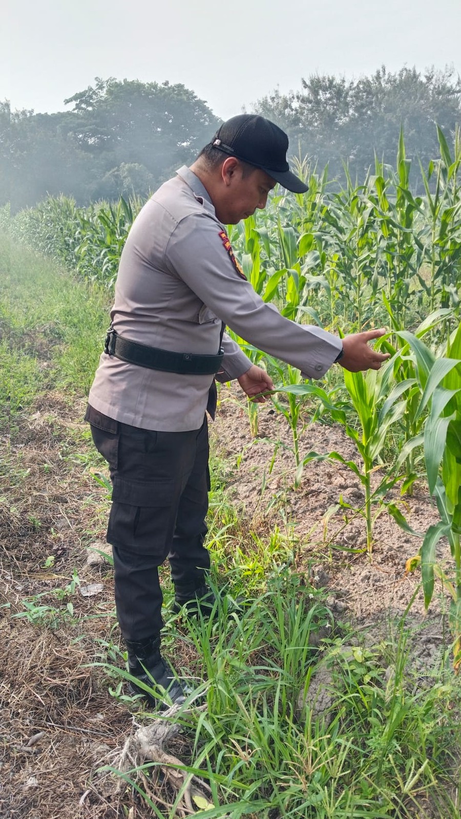 Anggota Samapta Polsek Siak Laksanakan Monitoring Perkebunan Jagung Warga Dukung Ketahanan Pangan Nasional