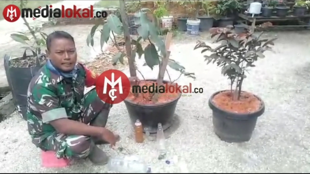 [Video] Babinsa Koramil 09/Kemuning Ajarkan Warga Mencangkok Tanaman dengan Menggunakan Media Air