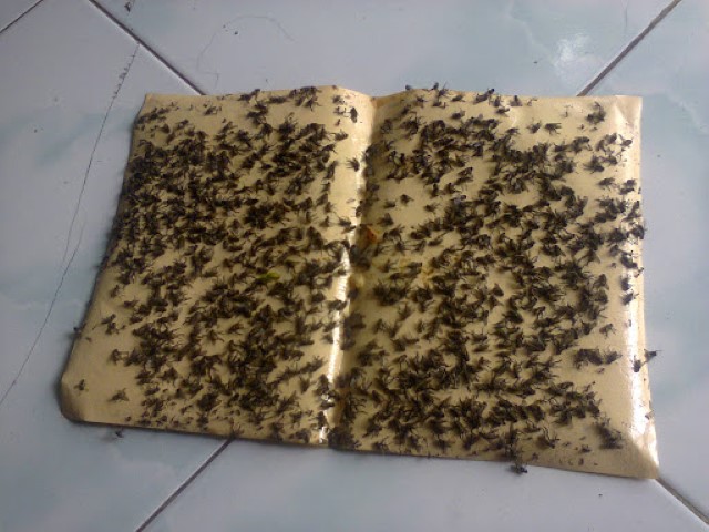 Gawat...! Kecamatan Kemuning Inhil Diserang Ribuan Lalat, ini Penyebabnya, Lihat Fotonya
