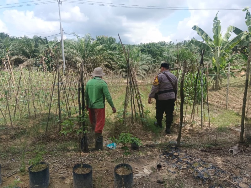 Polri Dan Petani Satu Lahan: Penanaman Kacang Panjang Di Kemuning, Sinergi Untuk Kemandirian Pangan