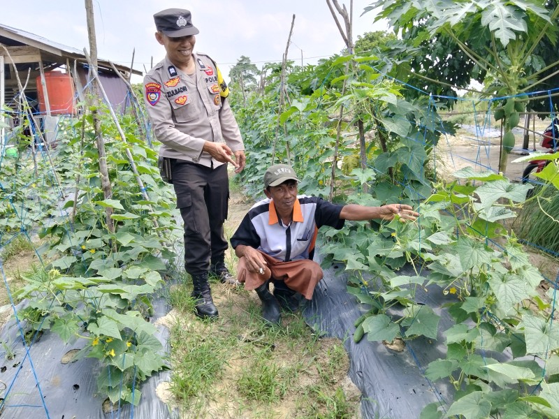 Polsek Keritang dan Petani Bersinergi, Timun di KM 09 Tumbuh Subur Demi Pangan Negeri