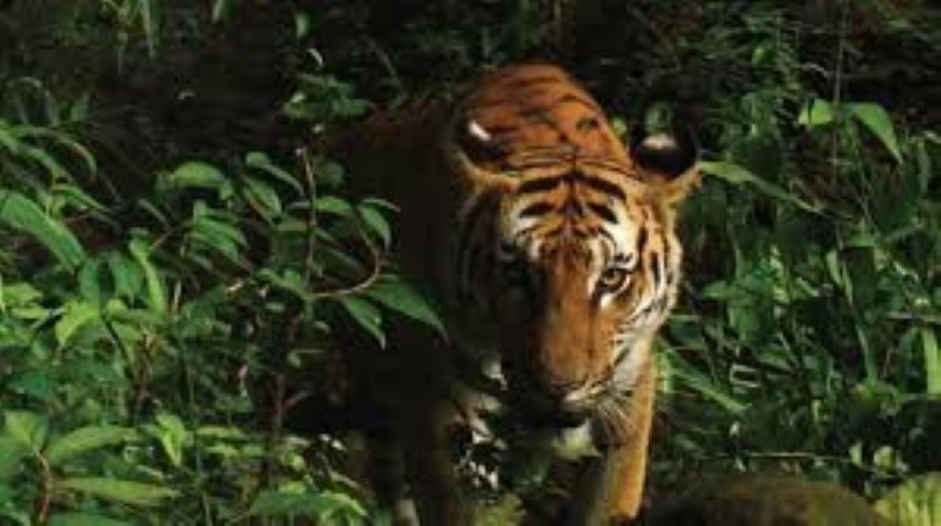 Harimau Sumatra Kembali Mengganas di Inhil, ini Korbannya