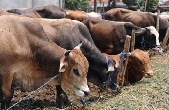 Pemko Surati Semua OPD untuk Jadi Peserta Kurban