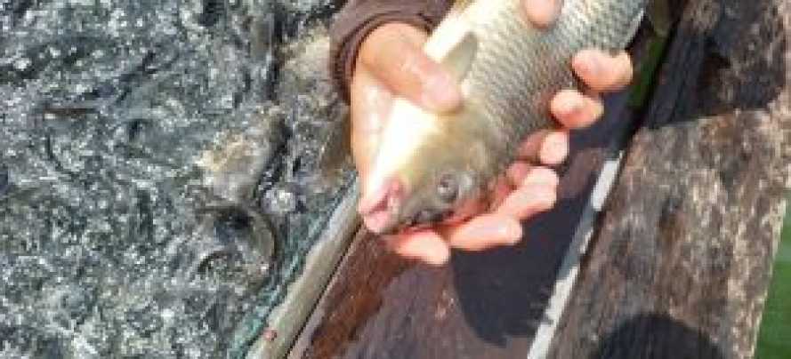 Tak Hanya Gegara Virus, 150 Ton Ikan Mati di Kampar Akibat Bakteri