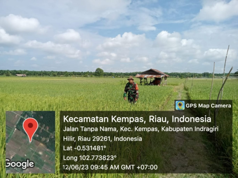 Babinsa 03/Tpl Dampingi Petani Cek Tanaman Padi Yang Mulai Menguning