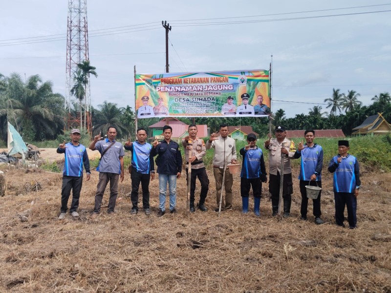 Polsek Enok Kawal Jagung dari Tanam Hingga Panen, Swasembada Bukan Wacana