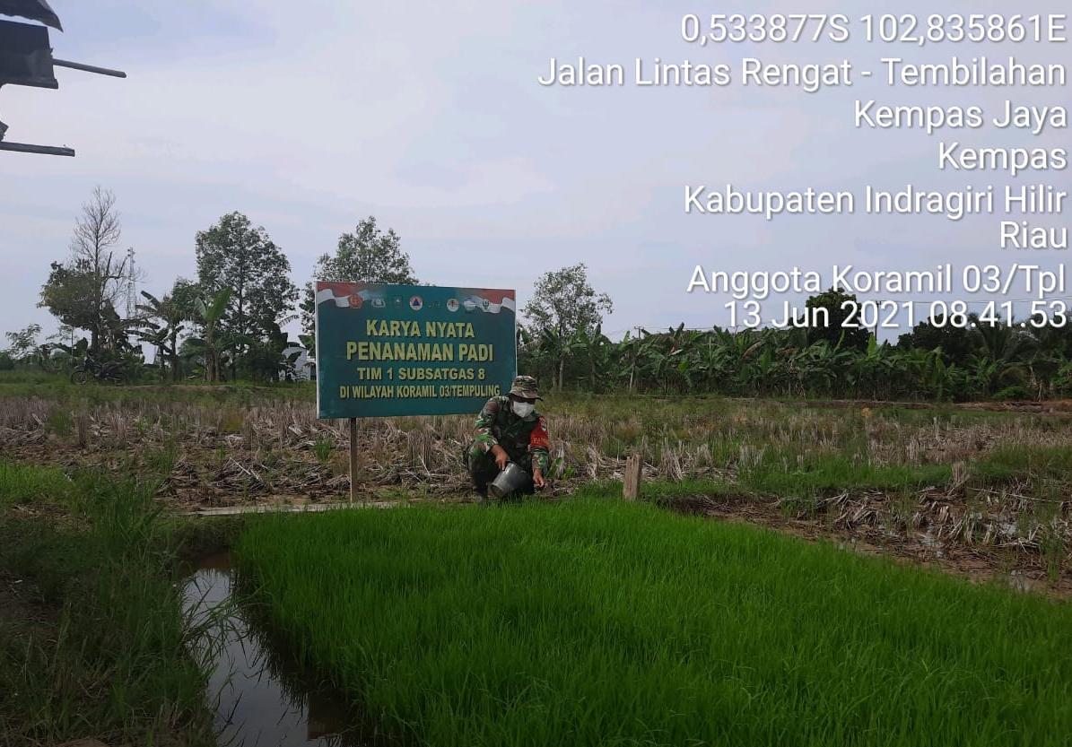 Rawat Benih Padi, Babinsa 03/Tempuling Rutin Pantau Pertumbuhan Padi   