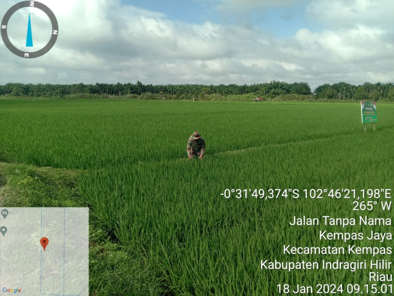 Rutinitas Pendampingan Babinsa 03/Tpl Untuk Pantau Pertumbuhan Padi Terhadap Petani.
