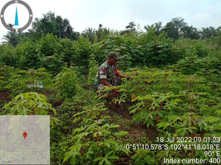 Pembersihan Gulma dan Penyiapan Rumput Oleh Serka M. Ridwan