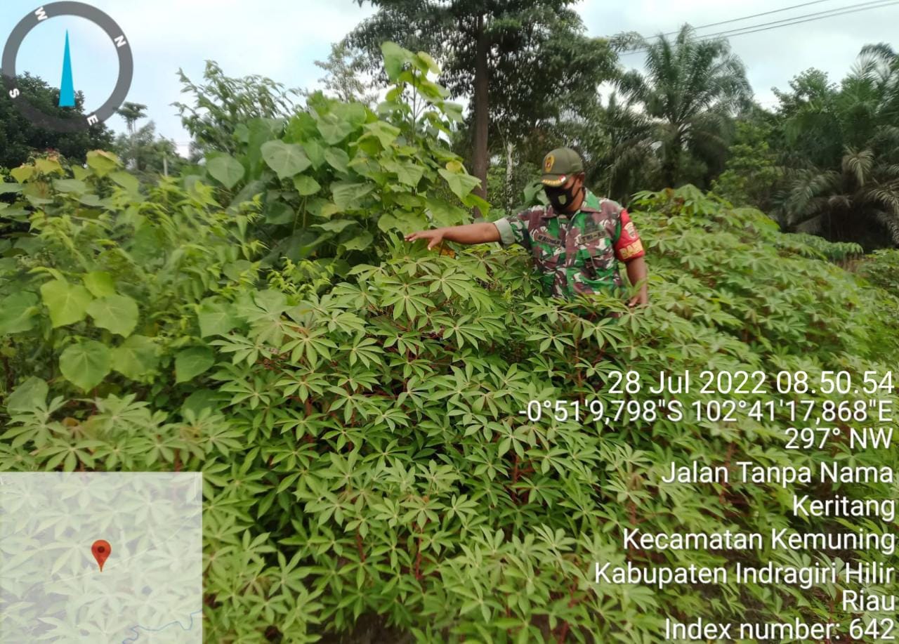Kegiatan Penanaman Ketahanan Pangan Oleh Koramil 09/Kemuning