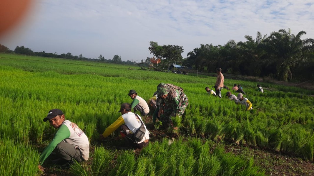 Babinsa Serma Damrianto Bantu Petani di Sawah, Wujudkan Kemanunggalan TNI dengan Rakyat