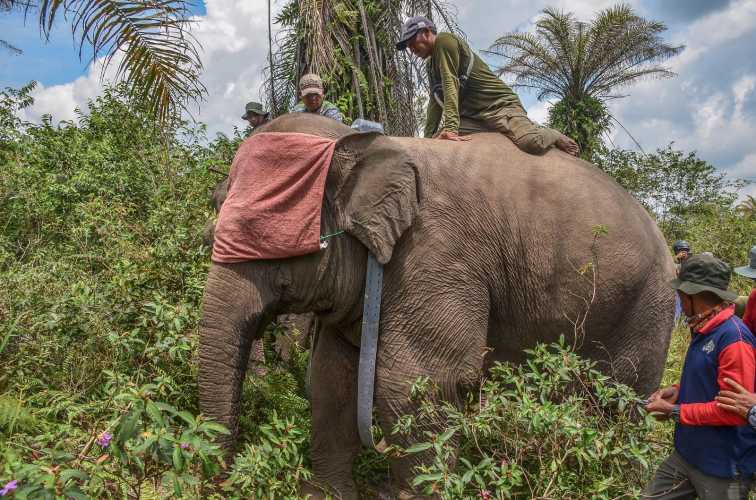 Tiga Gajah Liar di Riau Dipasang GPS Collar, Ini Tujuannya