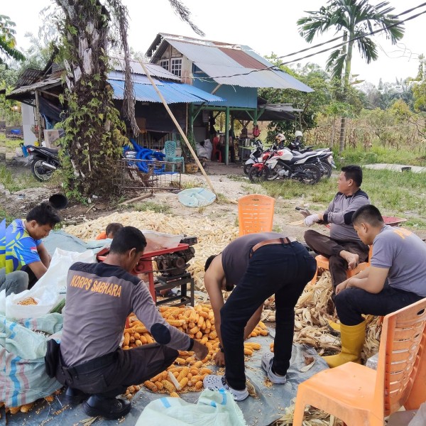 Dukung Ketahanan Pangan Polsek Koto Gasib Laksanakan Kegiatan Pemipilan Jagung