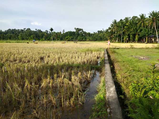 Ketika Warisan Dirampok Paman, Ahli Waris Anggap PA Pekanbaru Abaikan Hak Mereka