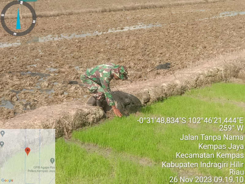 Bersama Poktan Ingin Makmur, Babinsa 03/Tpl Pantau Pertumbuhan Tanaman Padi Di Wilayah