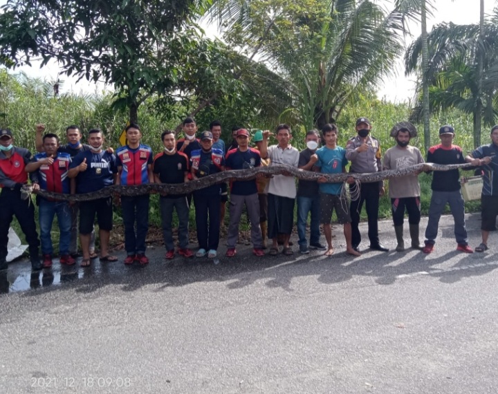 Santap Kambing Warga, Ular Sanca 6 Meter Ini Berhasil Diamankan DPKP Inhil, Ngerilah Pokoknya