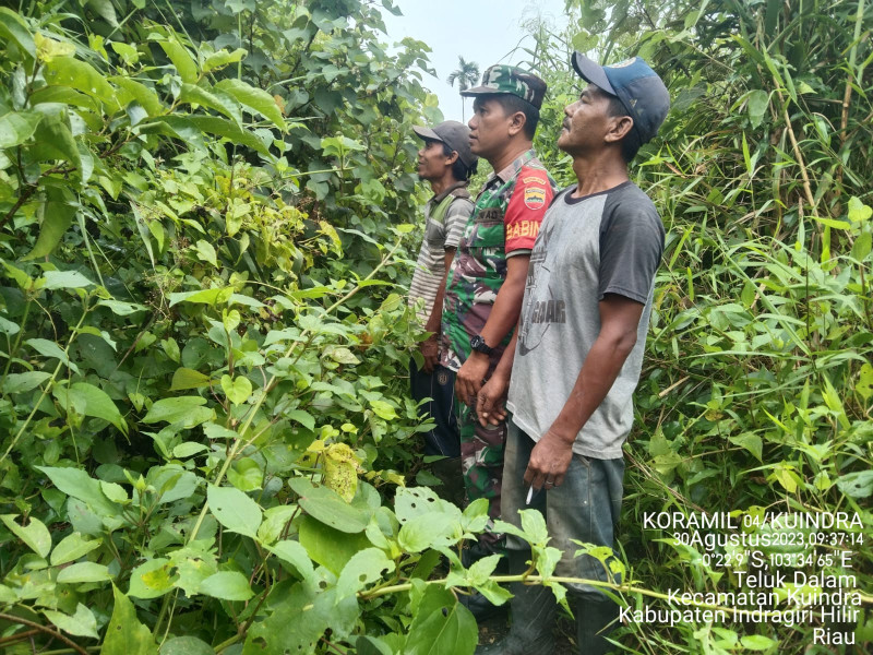 Dengan Semangat Tinggi, Babinsa Koramil 04/Kuindra Ke Wilayah Untuk Melihat Situasi Lahan dan Hutan