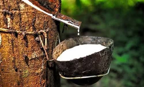 Turun Sedikit, Harga Karet Tingkat Pabrik di Riau Rp22.200 Perkilogram