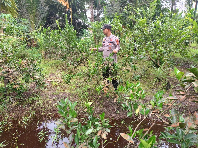 Briptu Pirima Turun ke Lahan, Pastikan Tanaman Jeruk Nipis di Kuala Gaung Tumbuh Optimal