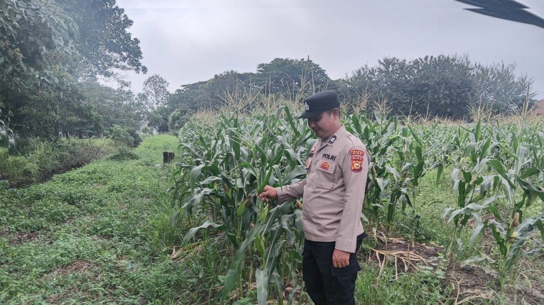 Personel Polsek Siak Laksanakan Sambang dan Pengecekan Tanaman Jagung Dukung Ketahanan Pangan Nasional