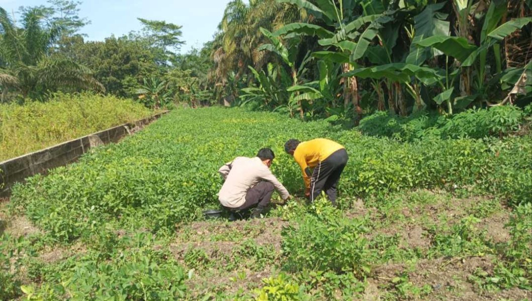 Polri Hadir di Tengah Petani, Bhabinkamtibmas Dukung Produktivitas Pertanian Warga