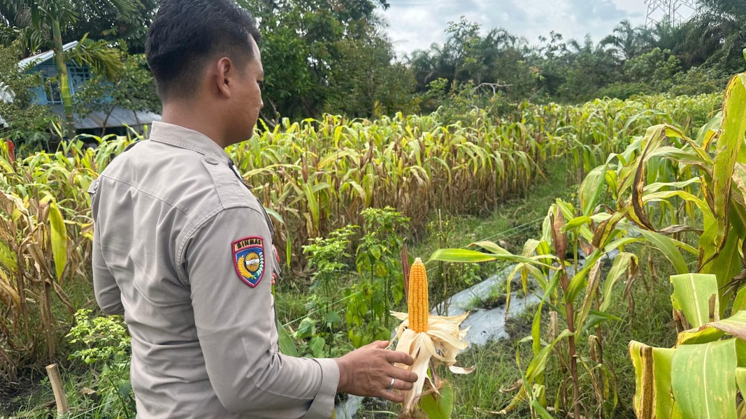 Bahabinkamtibmas Polsek Koto Gasib Monitoring Tanaman Jagung Pipil Poktan Mekar Sari