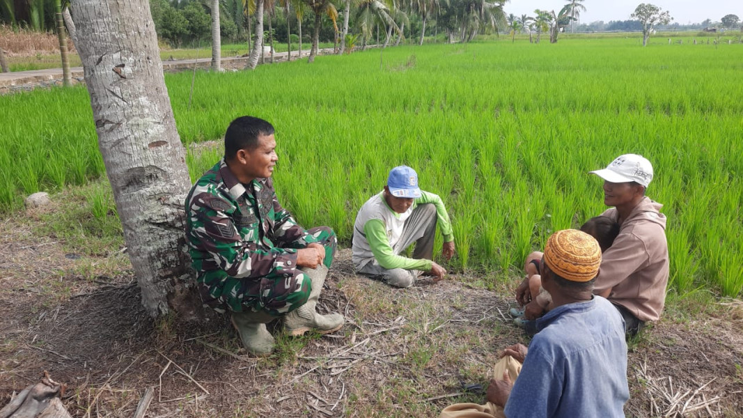 Koramil 07/Reteh Giat Pengecekan Padi Bersama Kelompok Tani Sumber Rezeki di Desa Sanglar