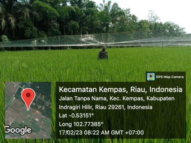 Serma W. Ardian Babinsa 03/Tpl Monitoring Pertumbuhan Tanaman Padi