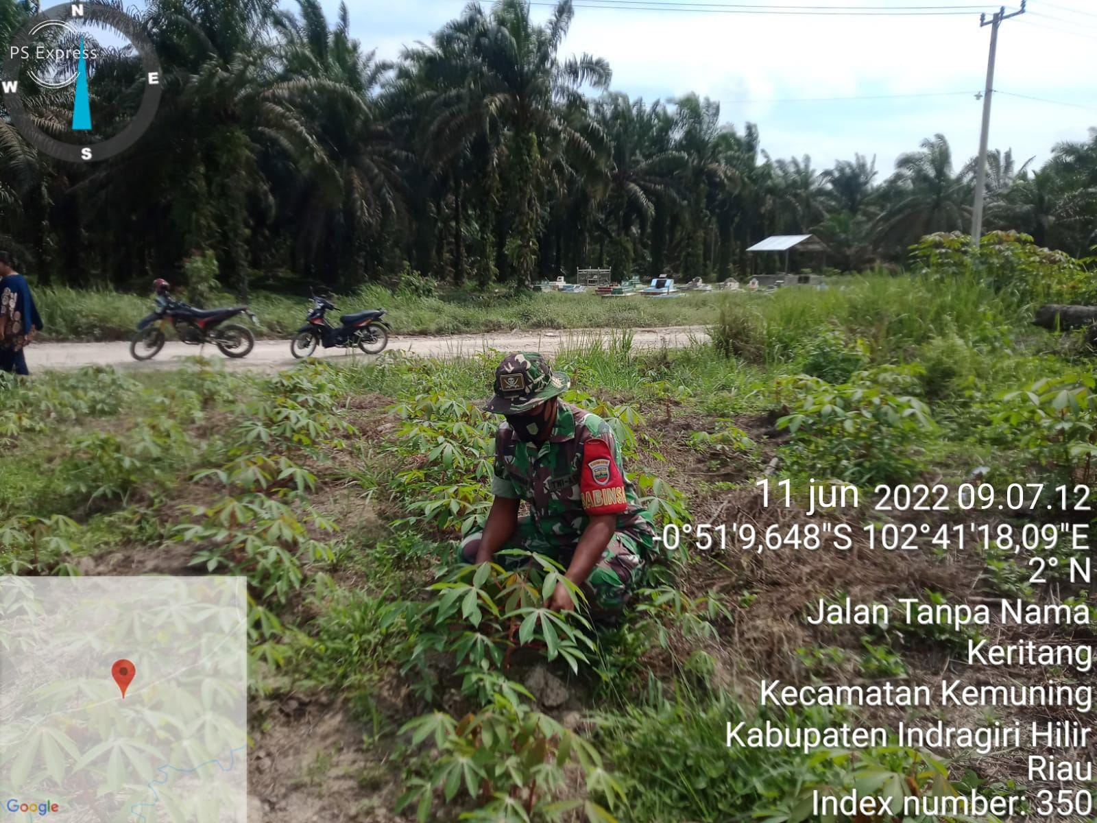 Babinsa Koramil 09/Kemuning, Sertu A. Hayat Rutin Lakukan Kegiatan Penanaman Ketahanan Pangan