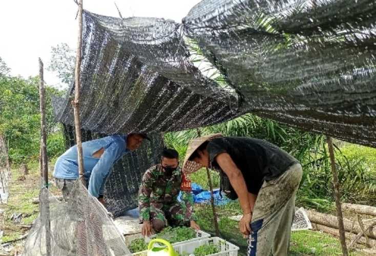 Babinsa Serda Reno Artdianto Giat Pendamping dan Bantu Petani Menanam Bibit Cabe