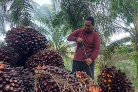 Harga TBS Kelapa Sawit Mitra Swadaya Naik Jadi Rp 2.353 per Kg
