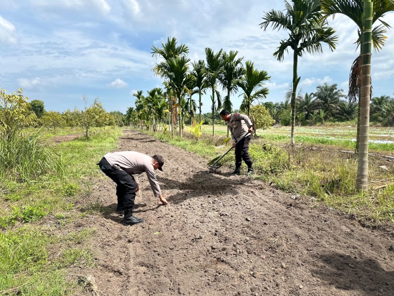 Dukung Ketahanan Pangan Polsek Koto Gasib Finising Lahan Jagung Poktan Mekar Sari