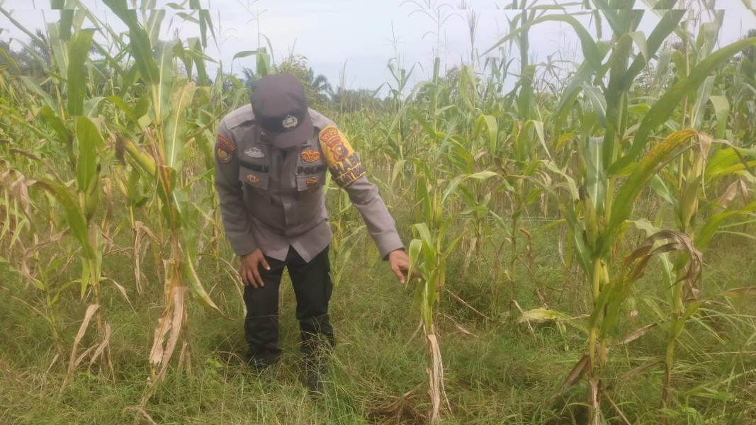 Memasuki Musim Kemarau, Polsek Koto Gasib melakukan monitoring Ketahanan Pangan