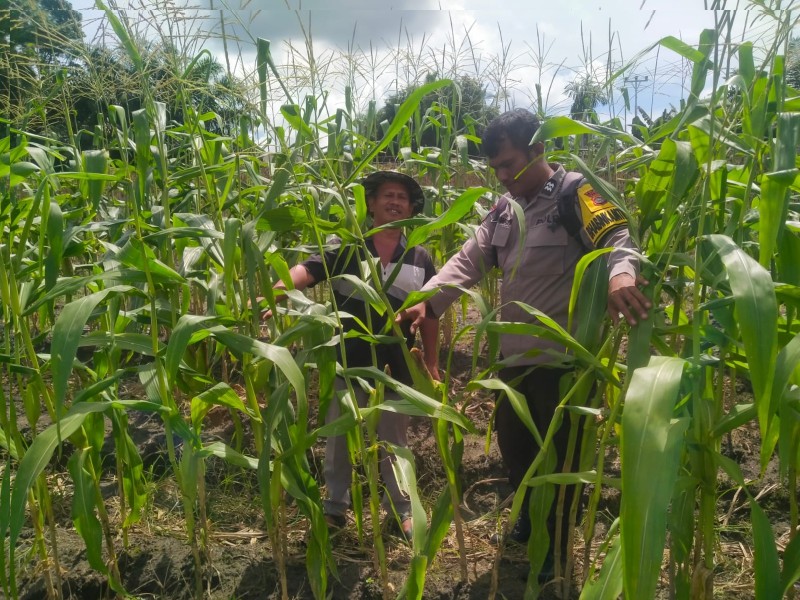 Bhabinkamtibmas Kampung Tumang, Melaksanakan Sambang dan Silaturahmi kepada Petani Jagung