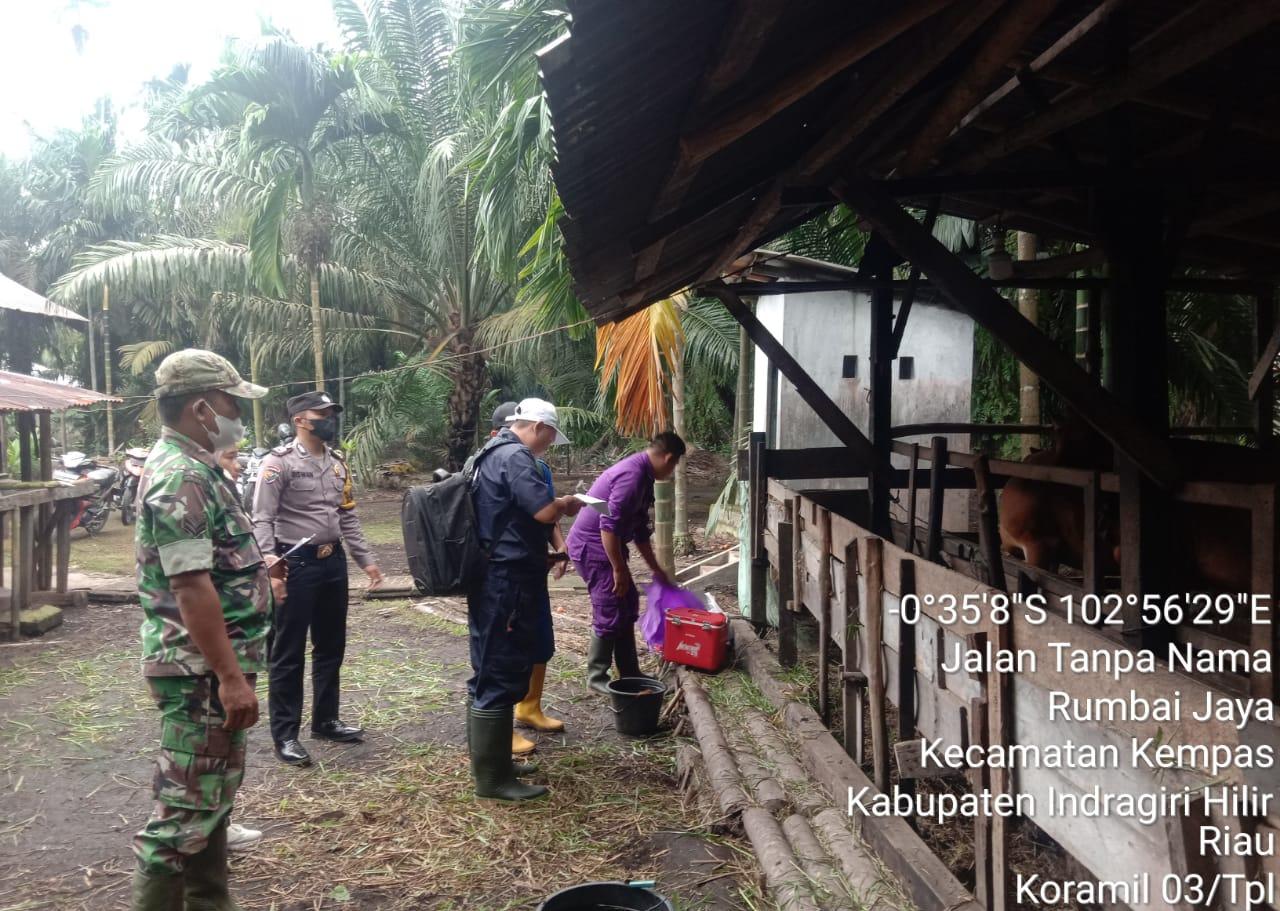 Cegah Wabah Penyakit PMK, Babinsa 03/Tempuling dan Bhabinkamtibmas Cek Kesehatan Hewan Ternak Sapi