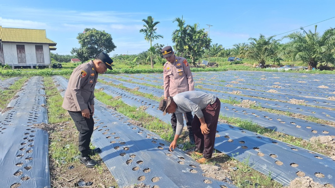 Lagi, Wakapolsek Siak Melakukan Pengecekan dan Pemantauan Terhadap Kebun jJagng Milik Warga