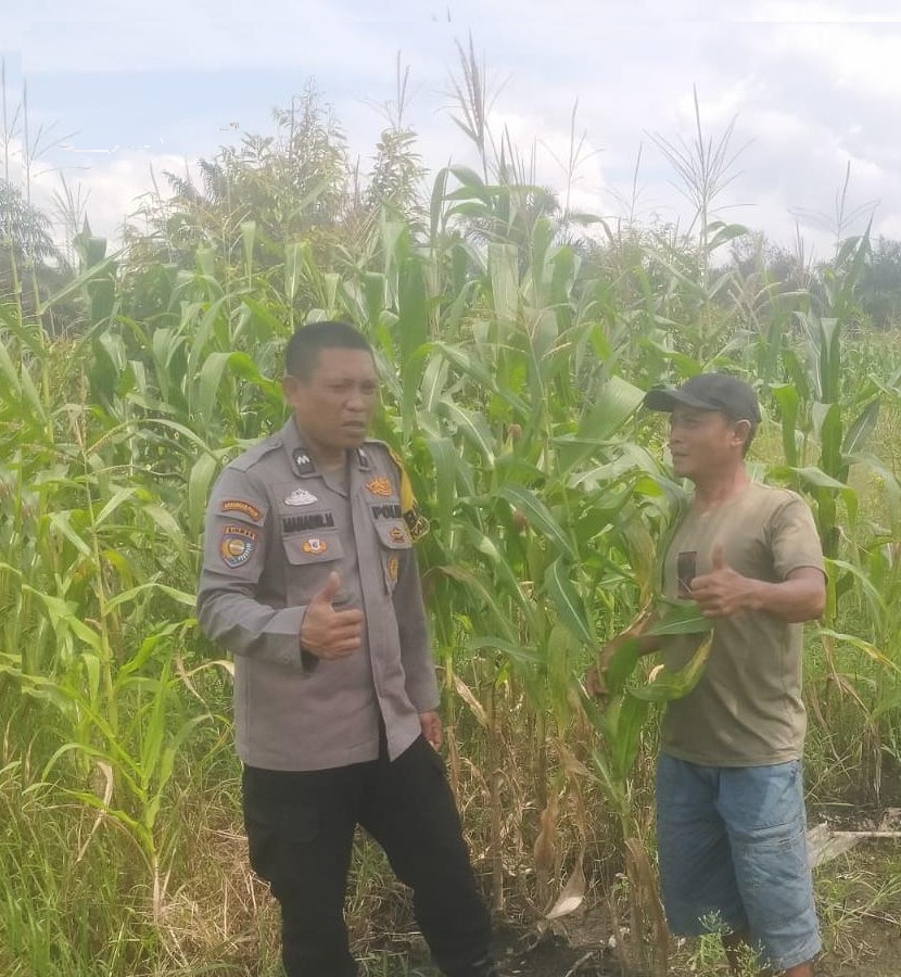 Bhabinkamtibmas Kampung Pangkal Pisang Melaksanakan Monitoring Ketahanan Pangan Jagung Pipil dan Persiapan Panen