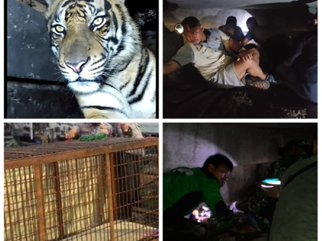 Lantai Ruko Tempat Harimau di Inhil Terperangkap Akhirnya di Bobol