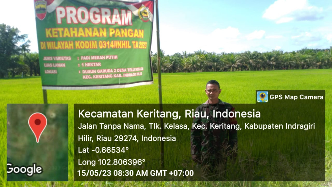 Koramil 09/Kemuning Melihat Pertumbuhan Bibit Padi Di Wilayah