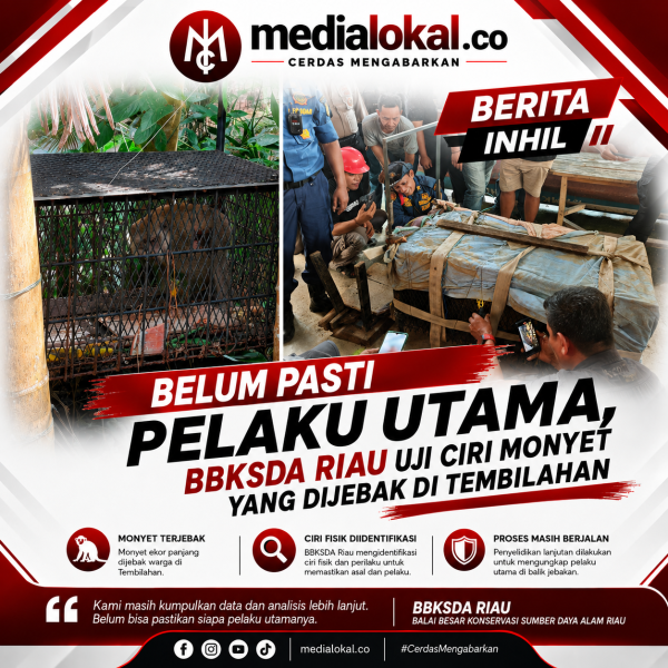 Monyet Biang Kerusuhan di Tembilahan Berhasil Dijebak , BBKSDA Lakukan Identifikasi